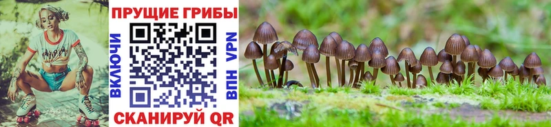 Псилоцибиновые грибы прущие грибы  Купить  Горно-Алтайск 